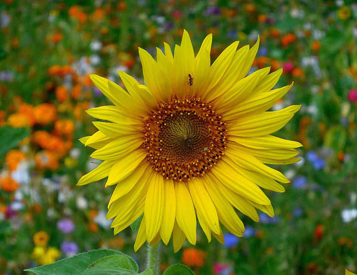 tournesol fleur