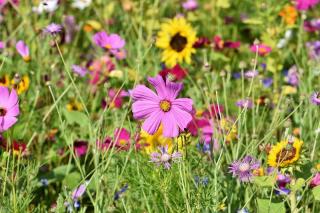 varietes fleurs pour prairie fleurie