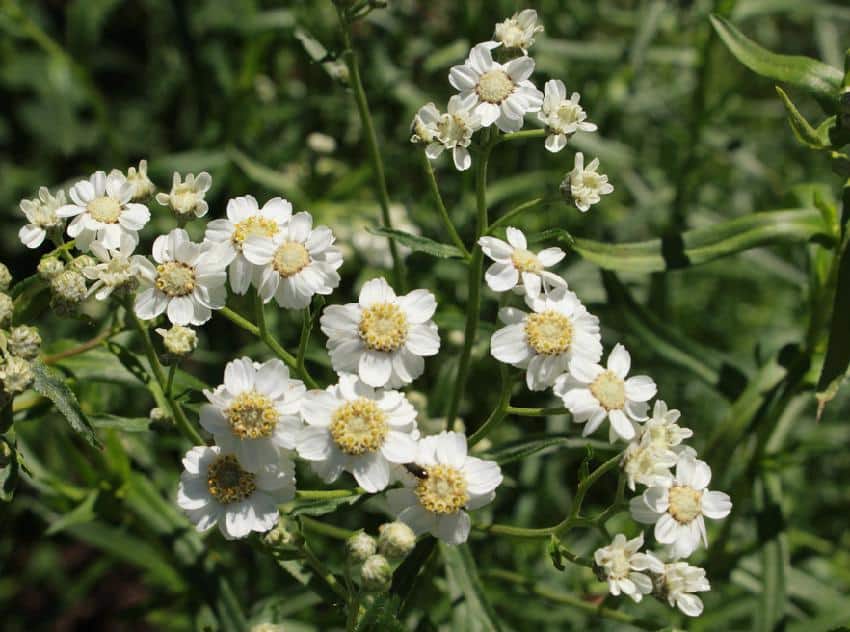 Achillea umbellata