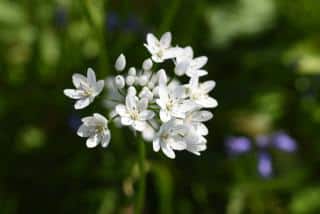 Ail ornement blanc - Allium neapolitanum