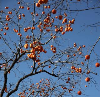 Arbre a kaki