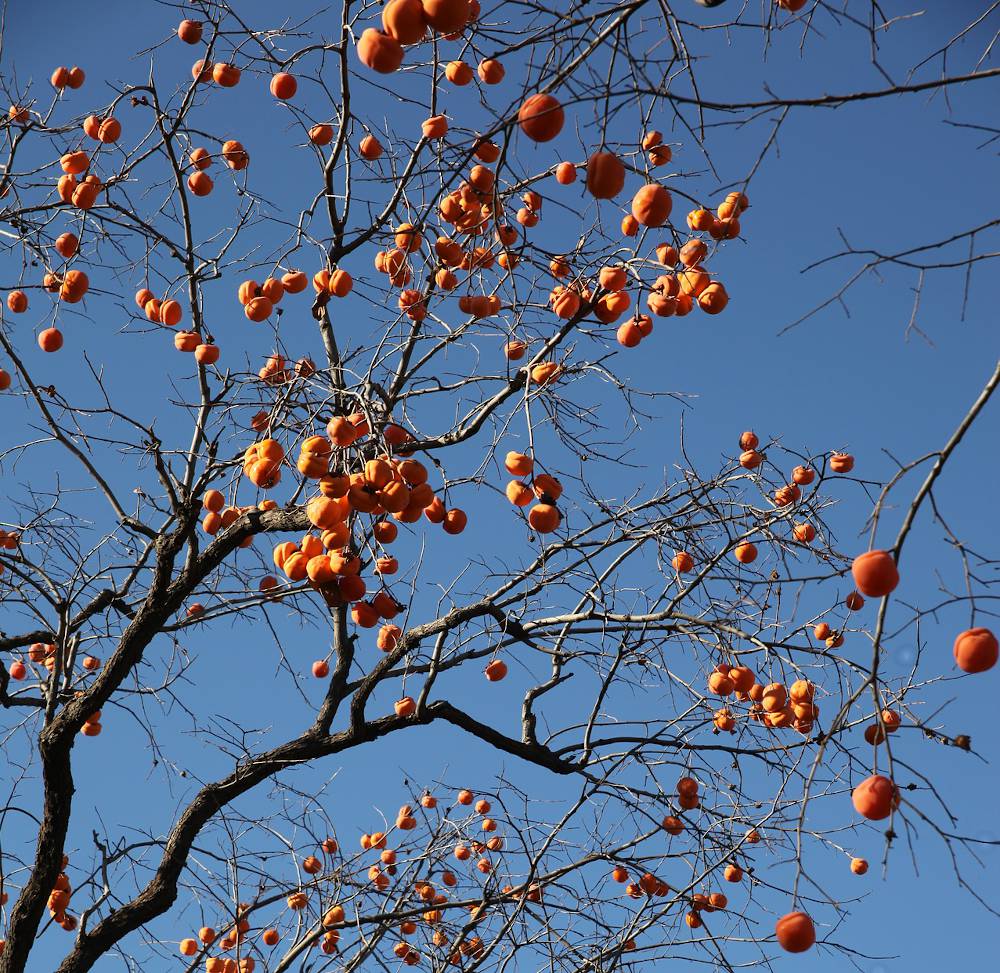 Comment planter un arbre à kaki ?