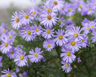 Aster Eleven purple