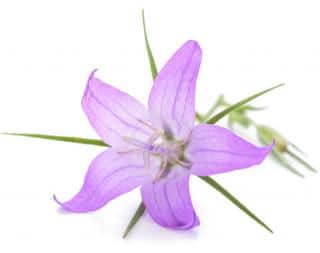 Campanula rapunculus campanule