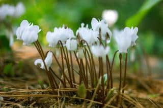 Cyclamen hederifolium album - cyclamen de naples blanc