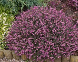 Erica darleyensis kramer's rote