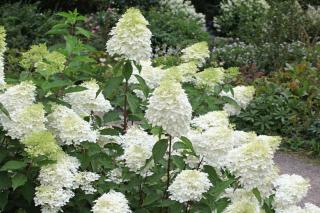 Hydrangea paniculata Phantom