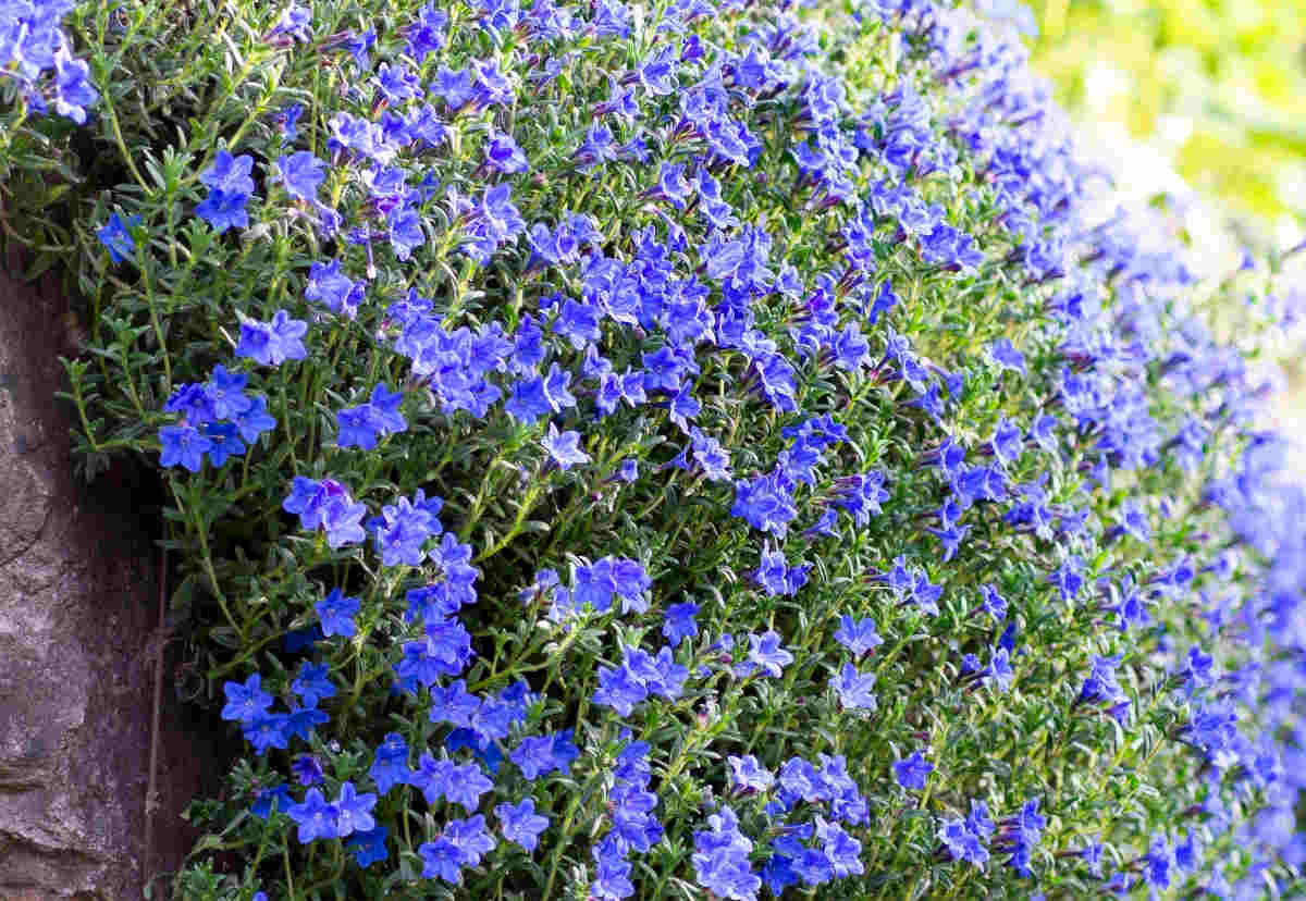 Lithodora diffusa - Gremil