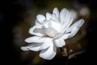 Magnolia loebneri wildcat