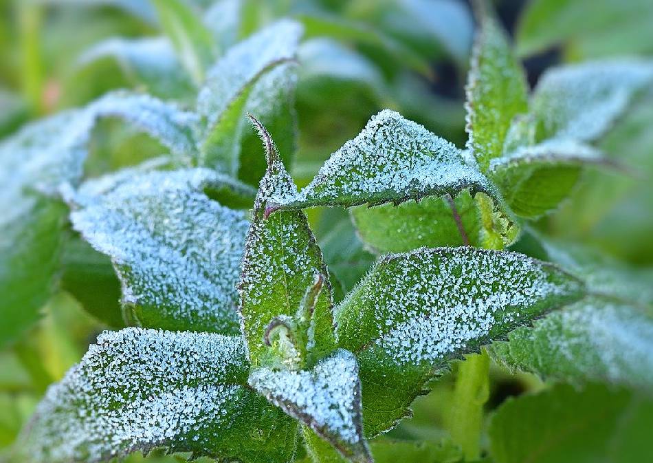 Plante qui resiste au gel froid