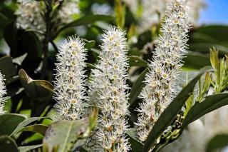 Prunus laurocerasus - laurier cerise