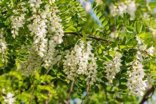Robinia pseudoacacia - Robinier faux acacia