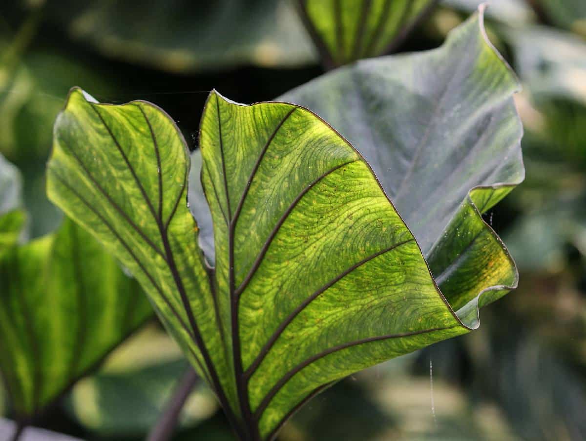 Taro Colocasia esculenta