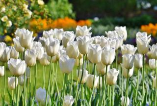 Tulipe blanche