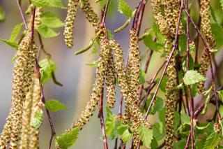 allergie betulacee bouleau allergene