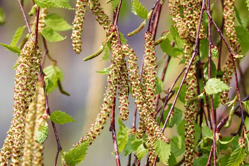 Pollen de conifères - Banlieusardises