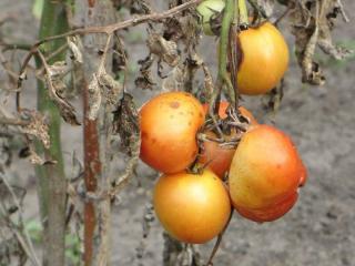 alternariose tomate recolte