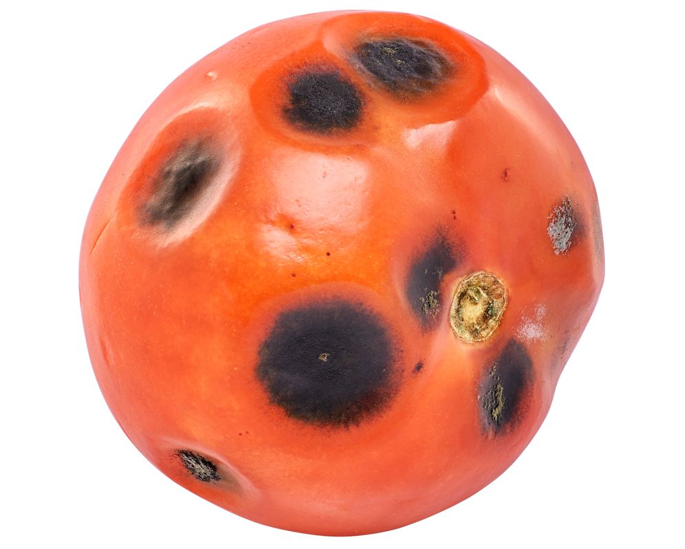 alternariose tomate