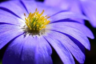 anemone fleur