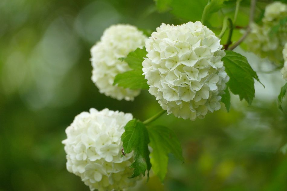 12 fleurs blanches éclatantes pour le jardin – Jardiner Malin