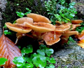 armillaria mellea