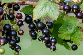 cassissier haie fruitier