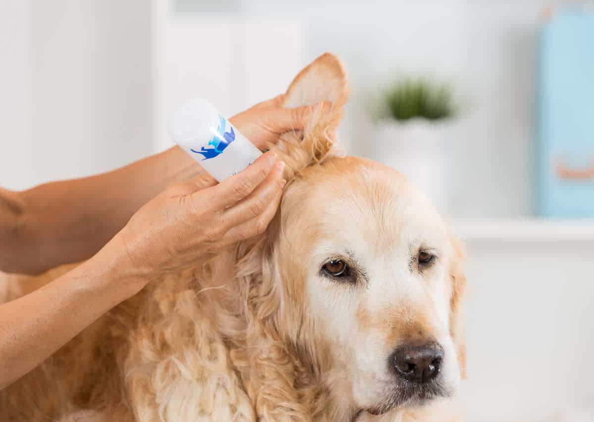comment nettoyer oreille chien