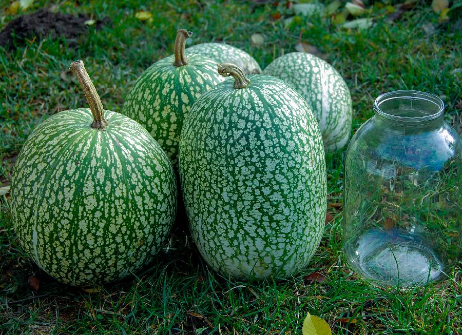 courge de siam - Cucurbita ficifolia