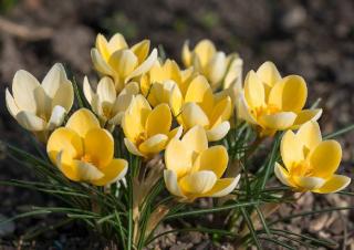 crocus en fleur printemps