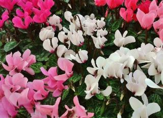 cyclamen de printemps