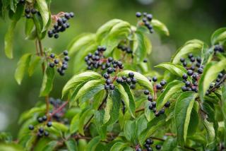 faire une haie avec des fruitiers