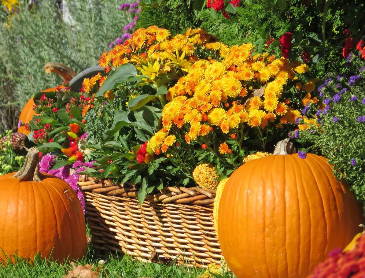 Les fleurs d'automne au jardin : le plein de couleurs !