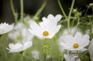 fleurs blanches a semer