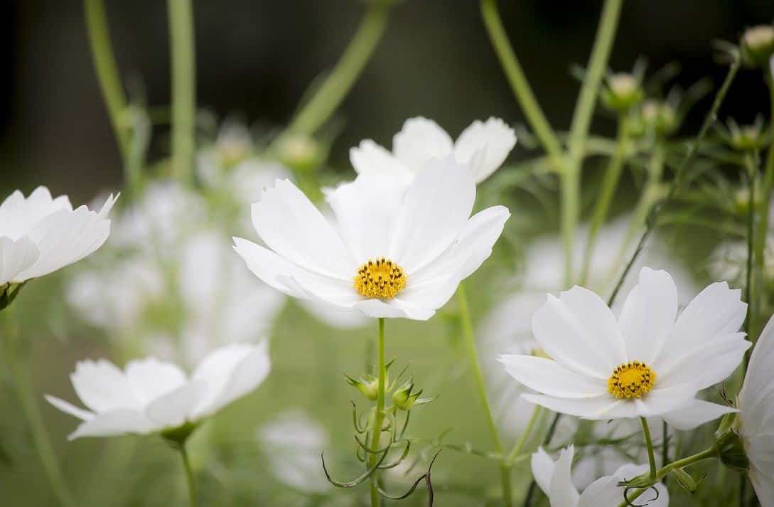 12 fleurs blanches éclatantes pour le jardin – Jardiner Malin