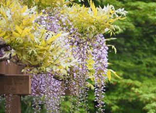 fleurs ne donnant pas allergie hypoallergenique