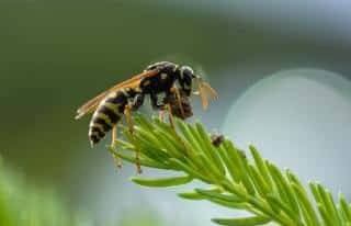 guepe utilite plante pollen