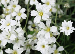 idee Fleurs blanches jardin massif