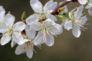 idee arbre a fleurs blanches