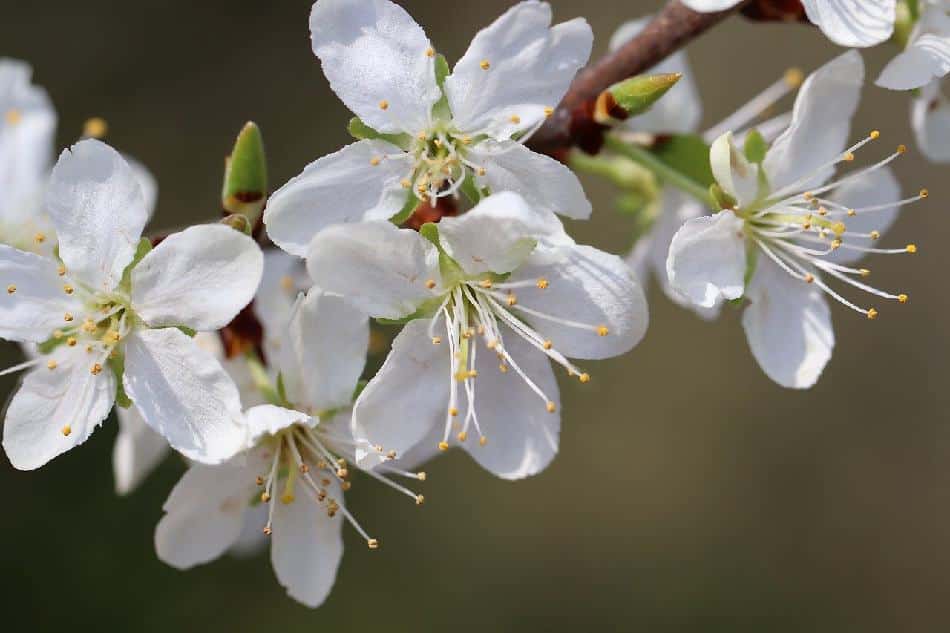 12 fleurs blanches éclatantes pour le jardin – Jardiner Malin