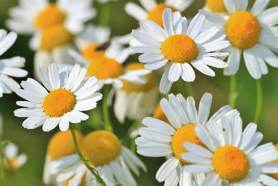 12 fleurs blanches éclatantes pour le jardin – Jardiner Malin