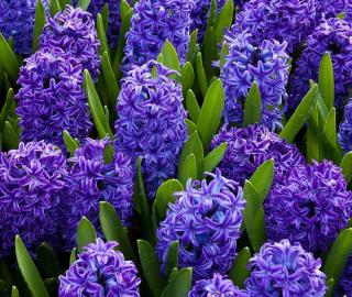 jacinthe qui fleurit au printemps hyacinthus