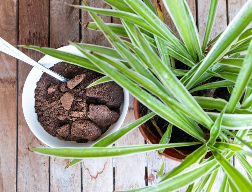 L'engrais avec du marc de café - Les meilleurs engrais naturels à fabriquer  soi-même - Elle Décoration