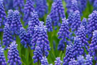 muscari bulbe qui fleurit au printemps