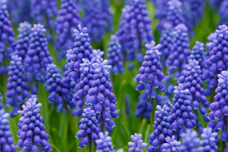 Bulbes de printemps : liste de 10 belles fleurs – Jardiner Malin