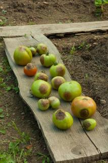 phytophthora degats fruits