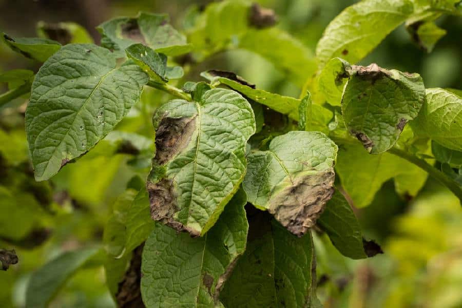 Les maladies des taches foliaires sont causées par divers champignons