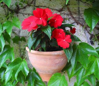 plante fleur pour jardiniere pot ombre