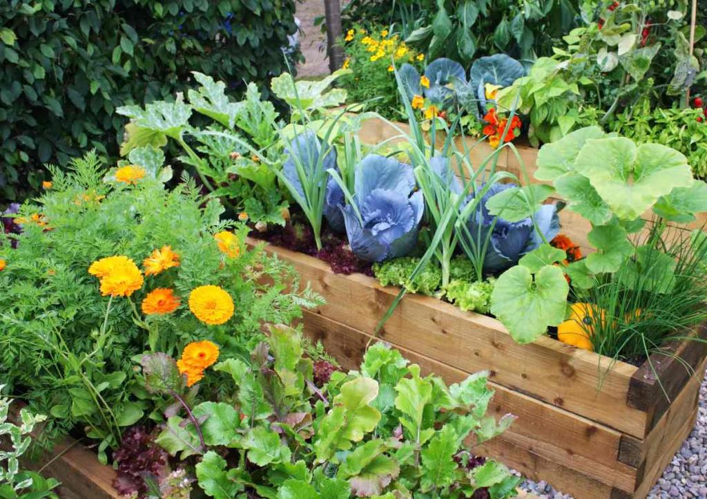 plante fleur utile potager