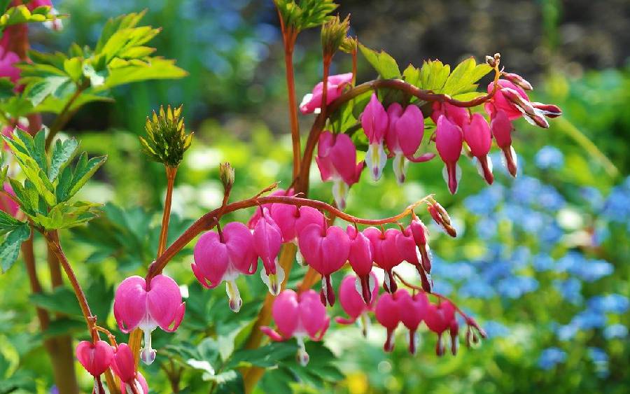 plante vivace fleur par saison