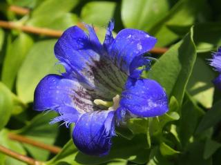 plante vivace floraison fleuri ombre